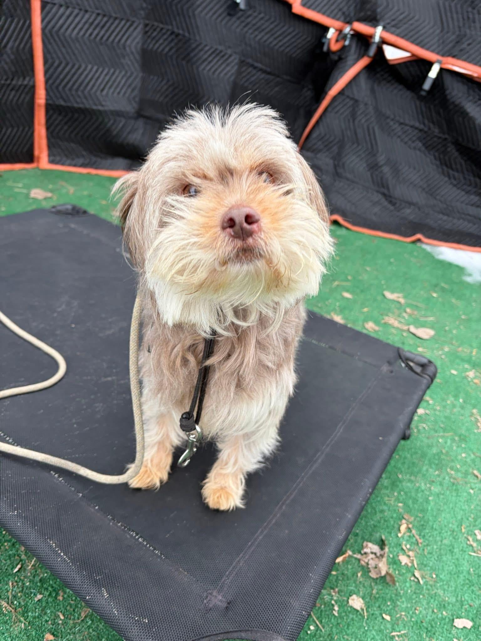 Enlarge Buddy, a ADOPTABLE mixed breed in Bloomfield Hills, MI image 4/4