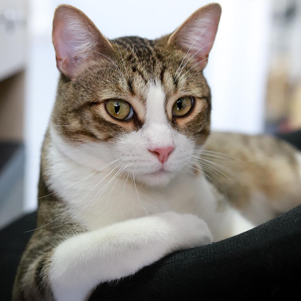 Grizzly Bear — thumbnail 2