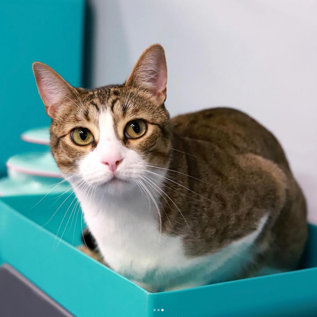 Grizzly Bear — thumbnail 3