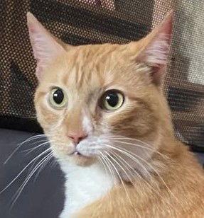 Peanut, a Adoptable Domestic Short Hair in Dalzell, IL image 1/3