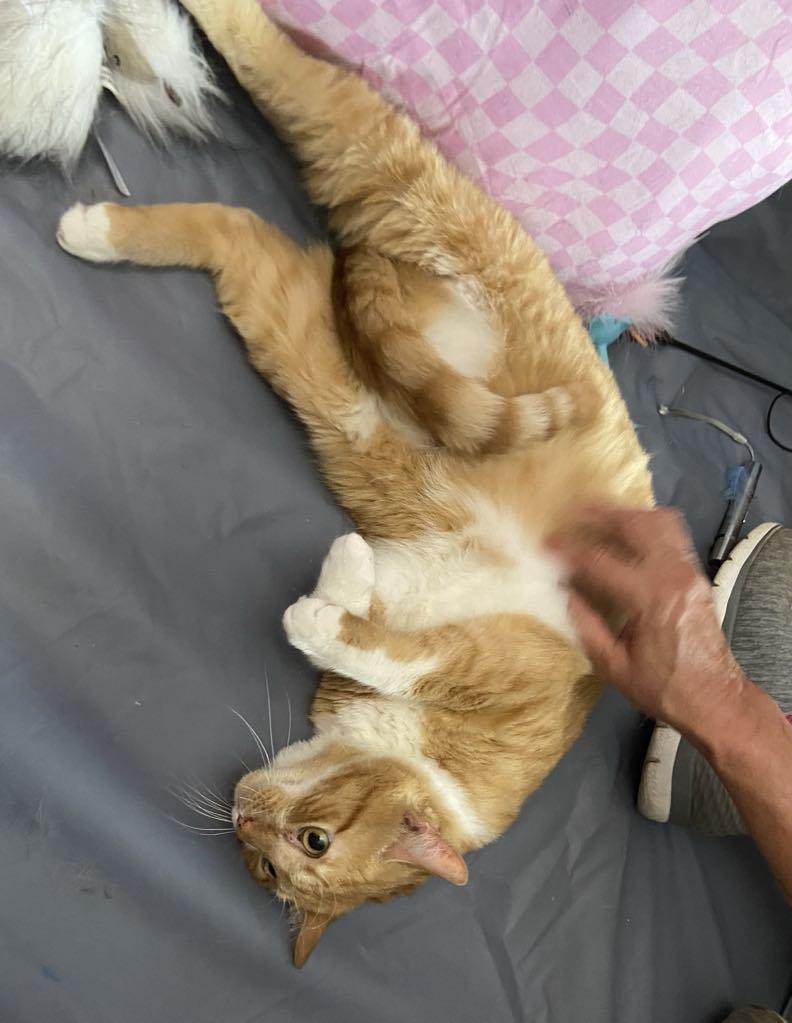 Peanut, a Adoptable Domestic Short Hair in Dalzell, IL image 2/3