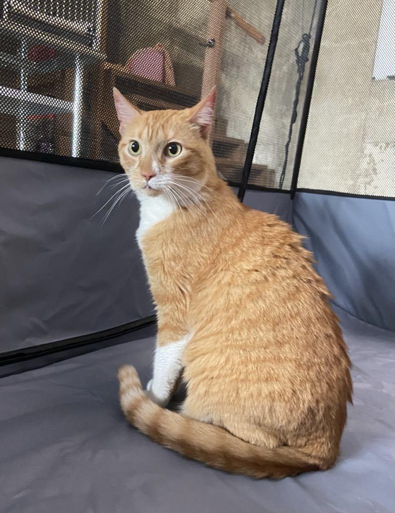 Peanut, a Adoptable Domestic Short Hair in Dalzell, IL image 3/3