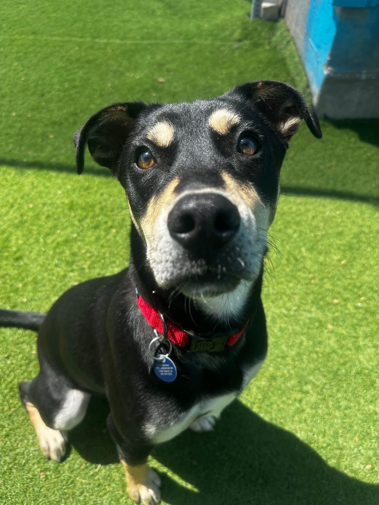 Enlarge Canyon, a Adoptable mixed breed in Cedar Rapids, IA image 5/6