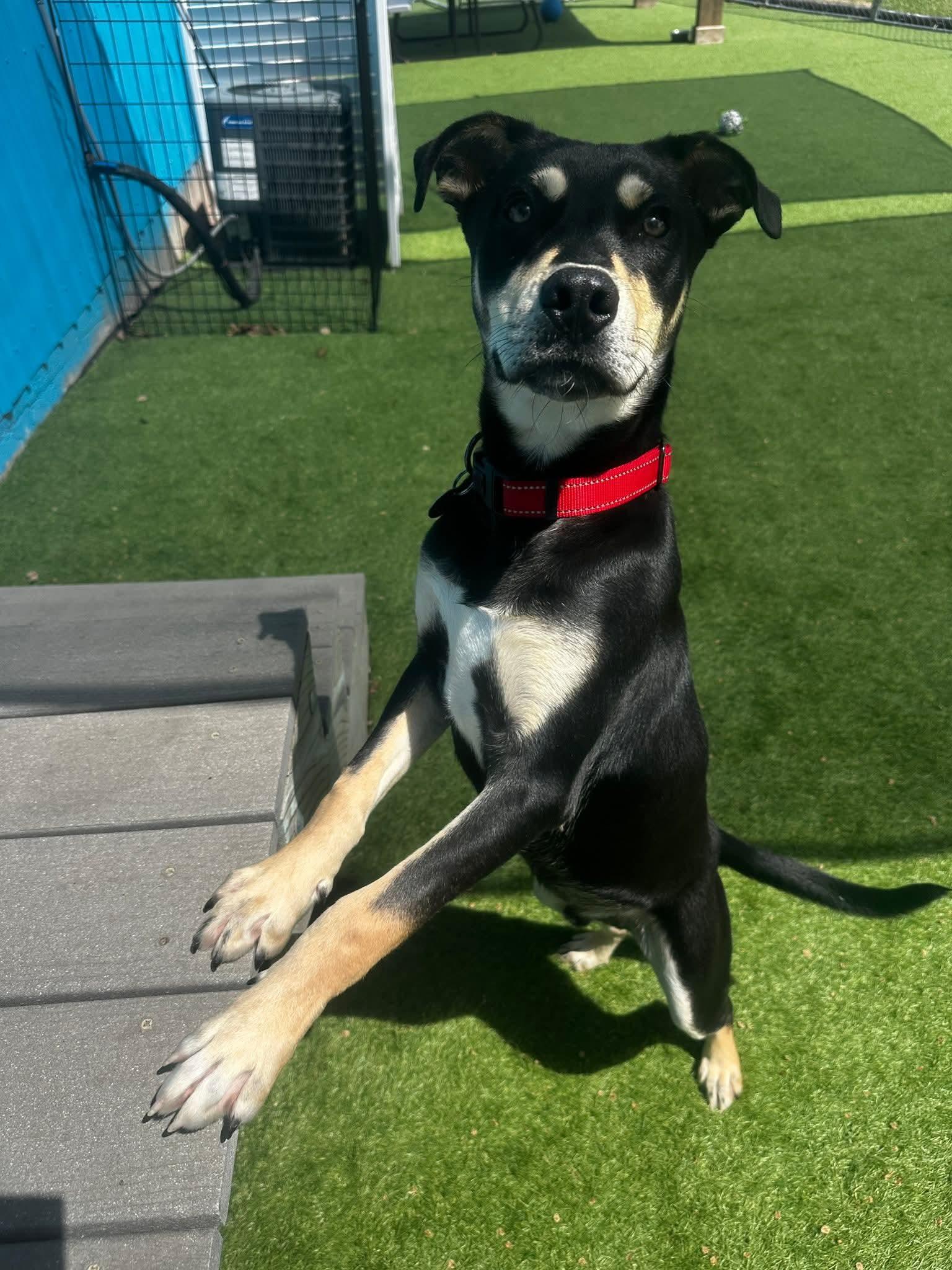 Enlarge Canyon, a Adoptable mixed breed in Cedar Rapids, IA image 1/6
