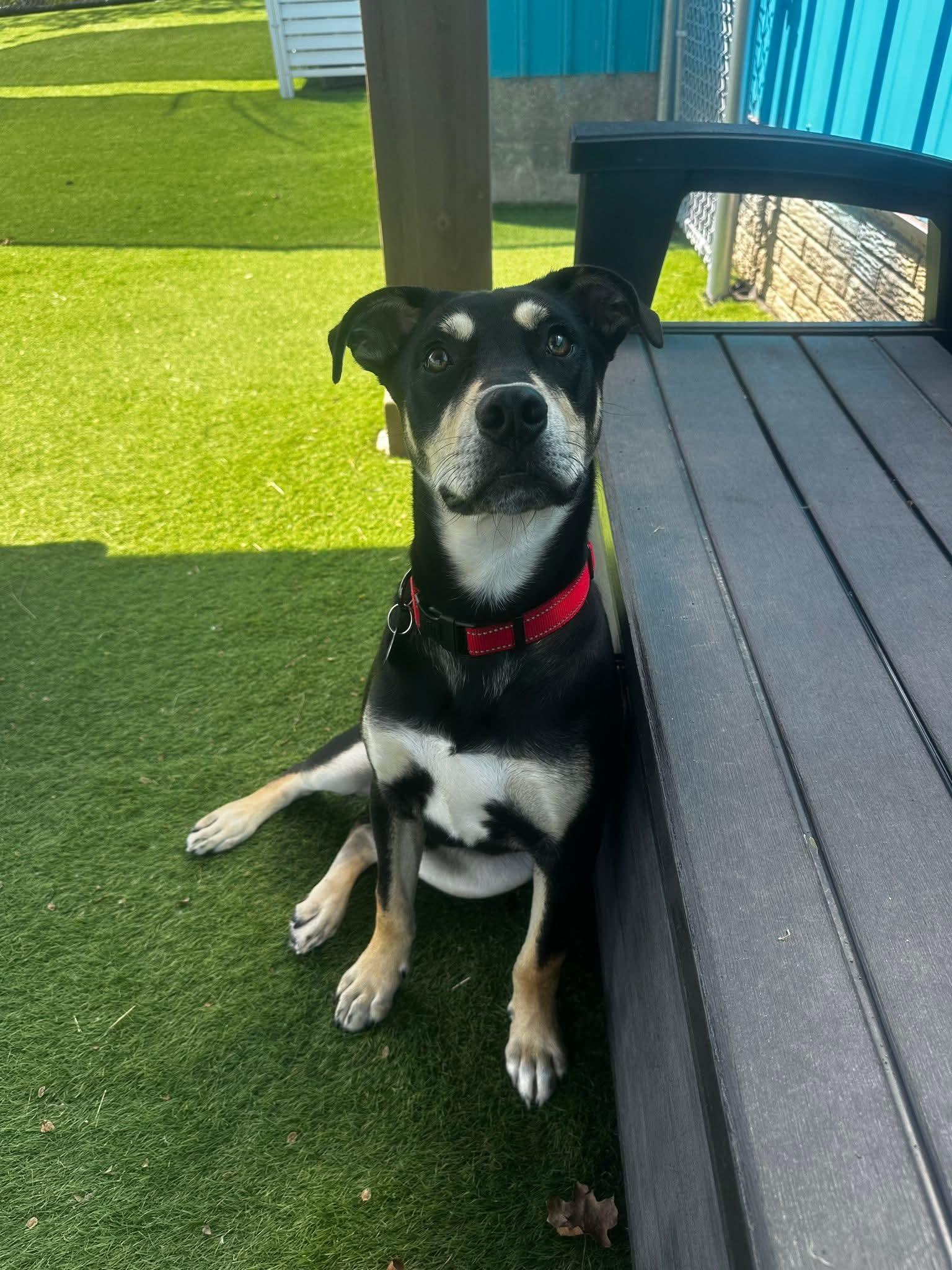 Enlarge Canyon, a Adoptable mixed breed in Cedar Rapids, IA image 3/6