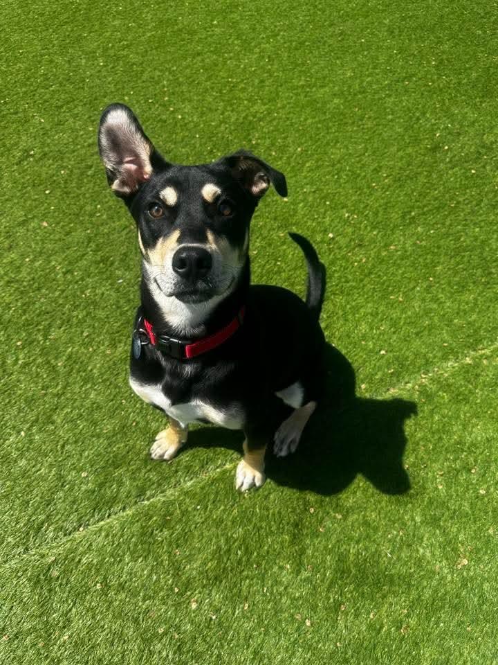 Enlarge Canyon, a Adoptable mixed breed in Cedar Rapids, IA image 2/6