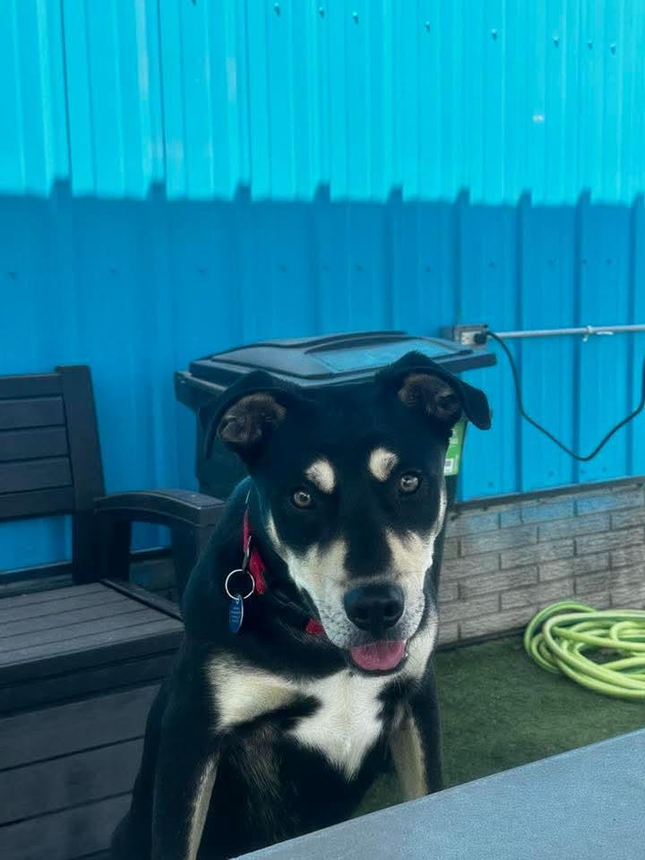 Enlarge Canyon, a Adoptable mixed breed in Cedar Rapids, IA image 6/6