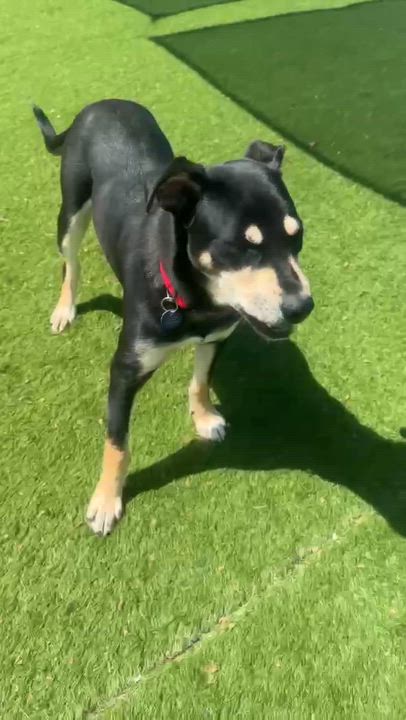 Enlarge Canyon, a Adoptable mixed breed in Cedar Rapids, IA video 4/6