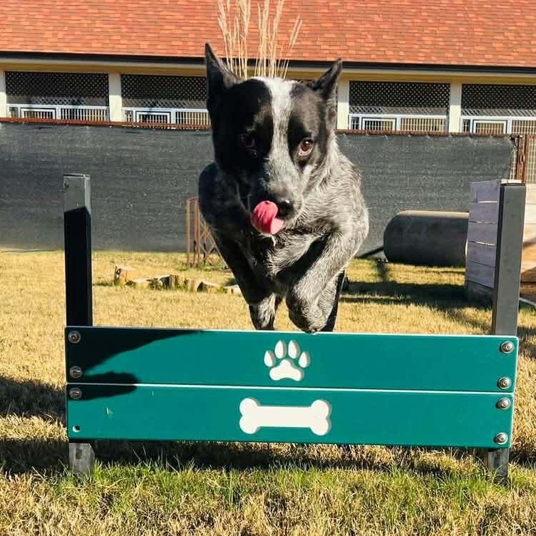 Clyde, Adoptable, Young Male Australian Cattle Dog / Blue Heeler.