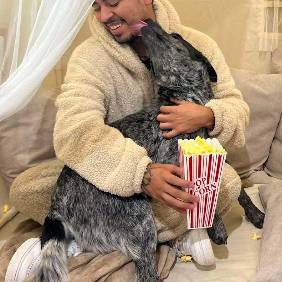 Enlarge Clyde, a Adoptable Australian Cattle Dog / Blue Heeler in New Haven , CT image 5/6