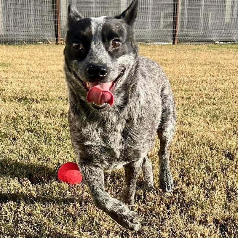 Enlarge Clyde, a Adoptable Australian Cattle Dog / Blue Heeler in New Haven , CT image 6/6