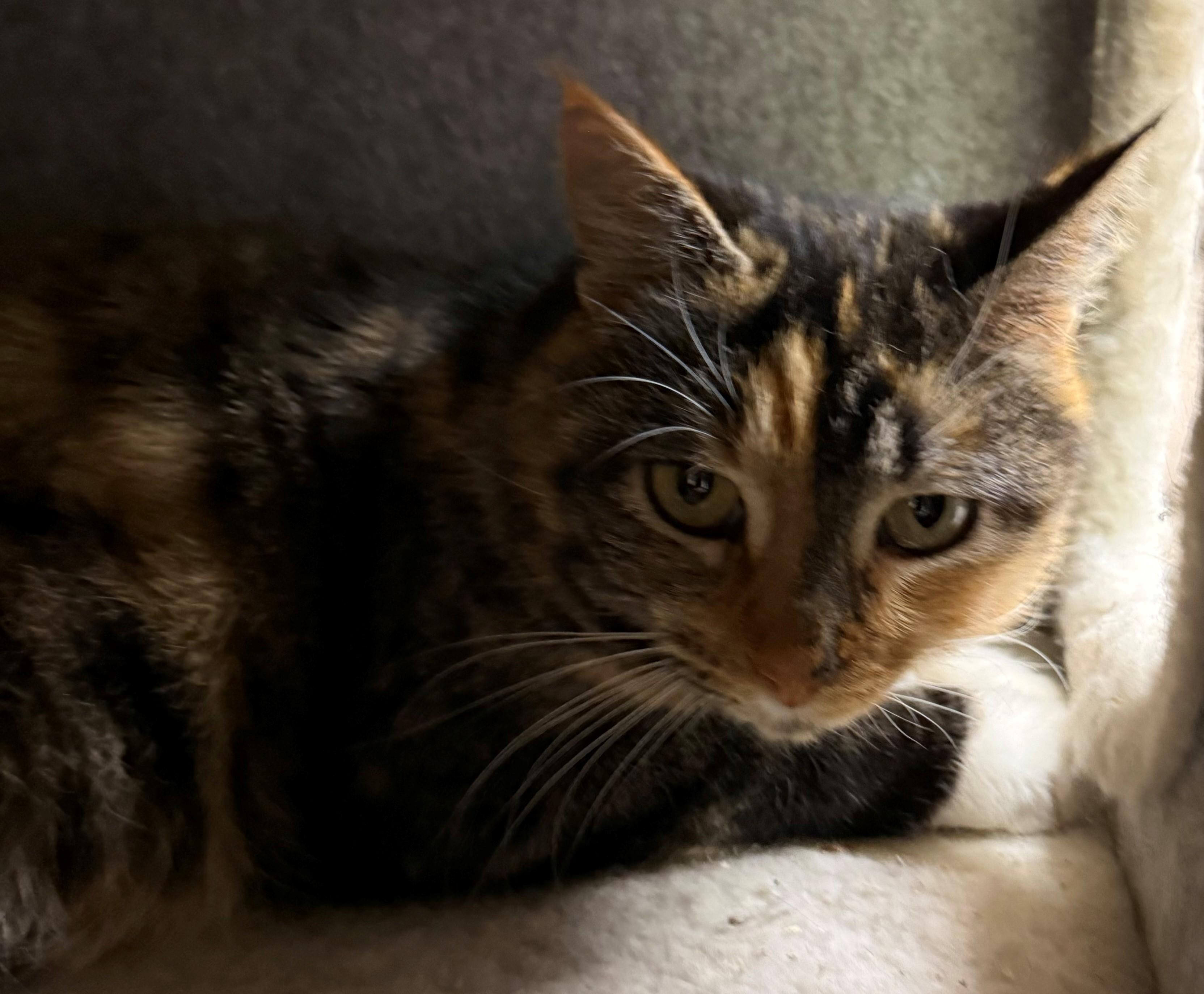 Enlarge Princess, an adopted Domestic Short Hair in Edison, NJ image 1/1