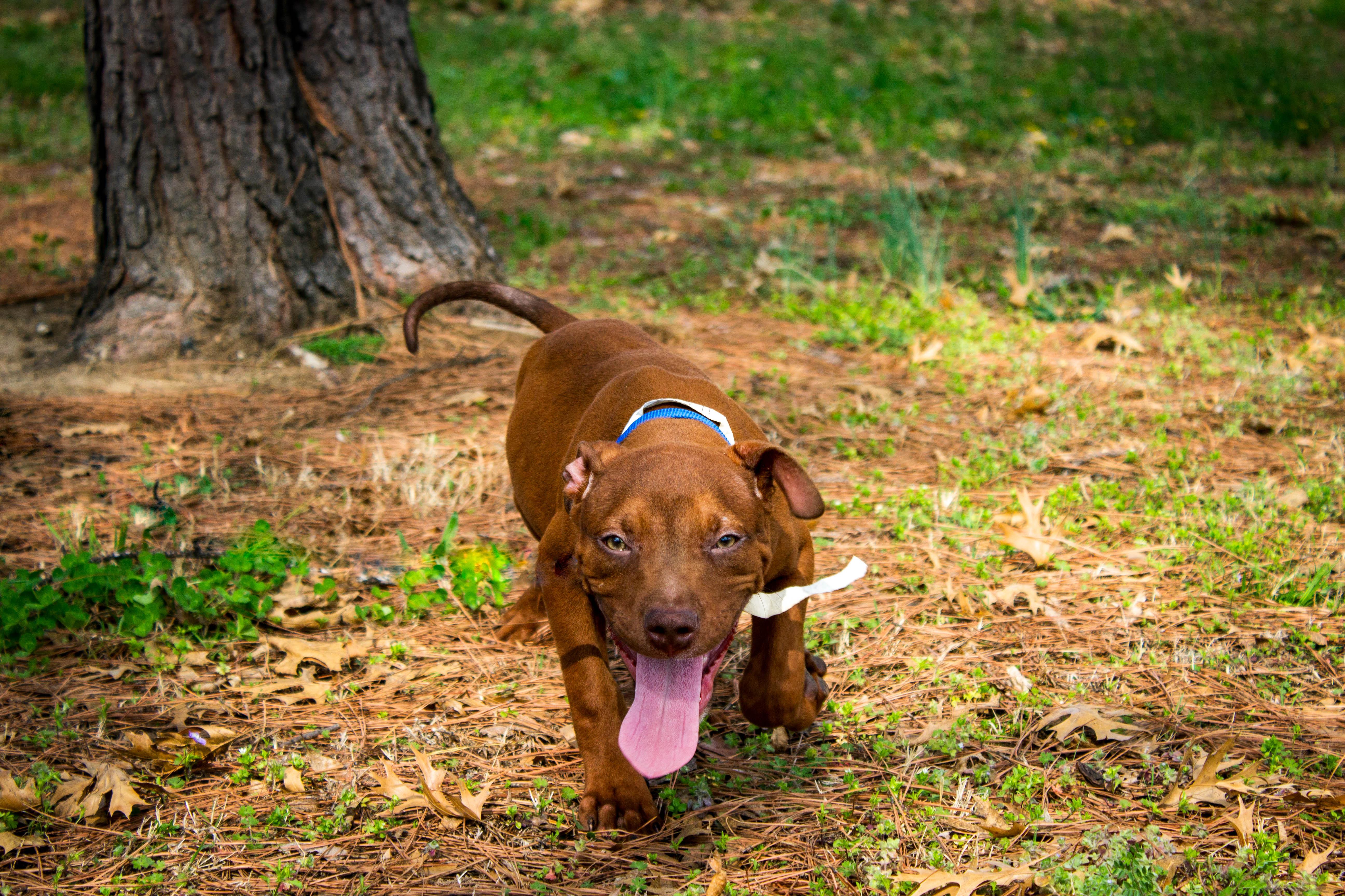 CHAD, adoptable, Young Male Pit Bull Terrier.