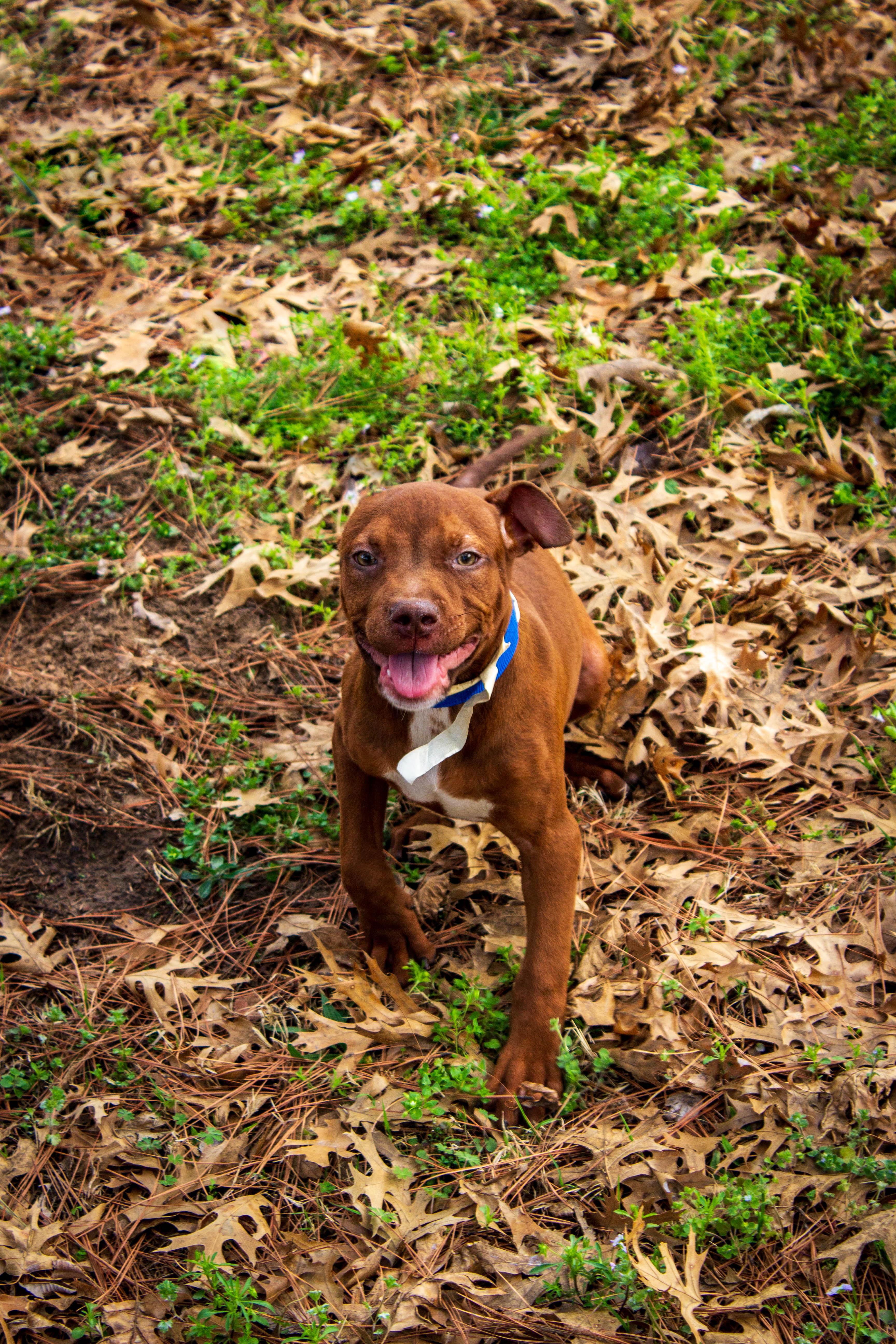 Enlarge CHAD, an adoptable Pit Bull Terrier in Jenks, OK image 2/2