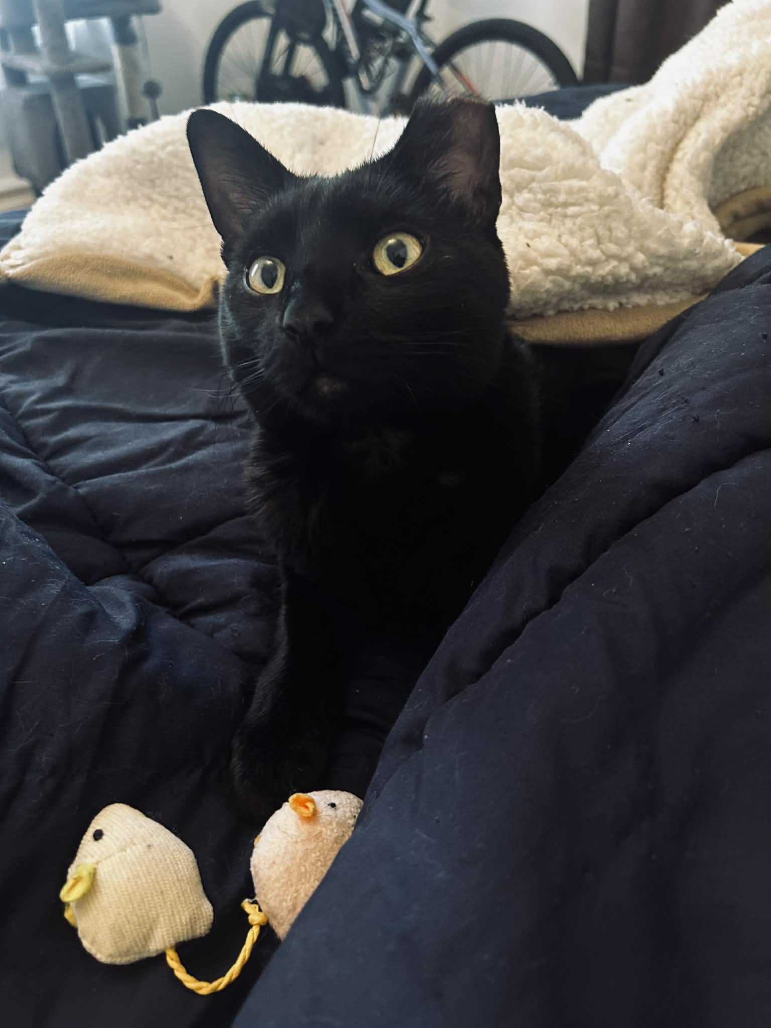 Loud, Adoptable, Young Male American Shorthair.