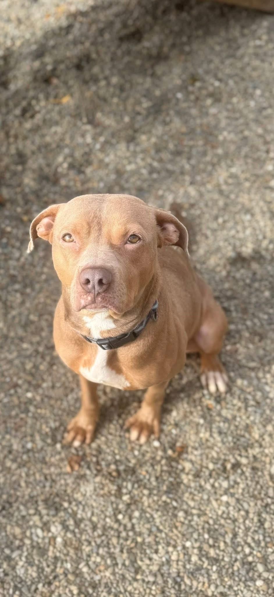 Brandy AVAILABLE, Adoptable, Young Female American Bully.