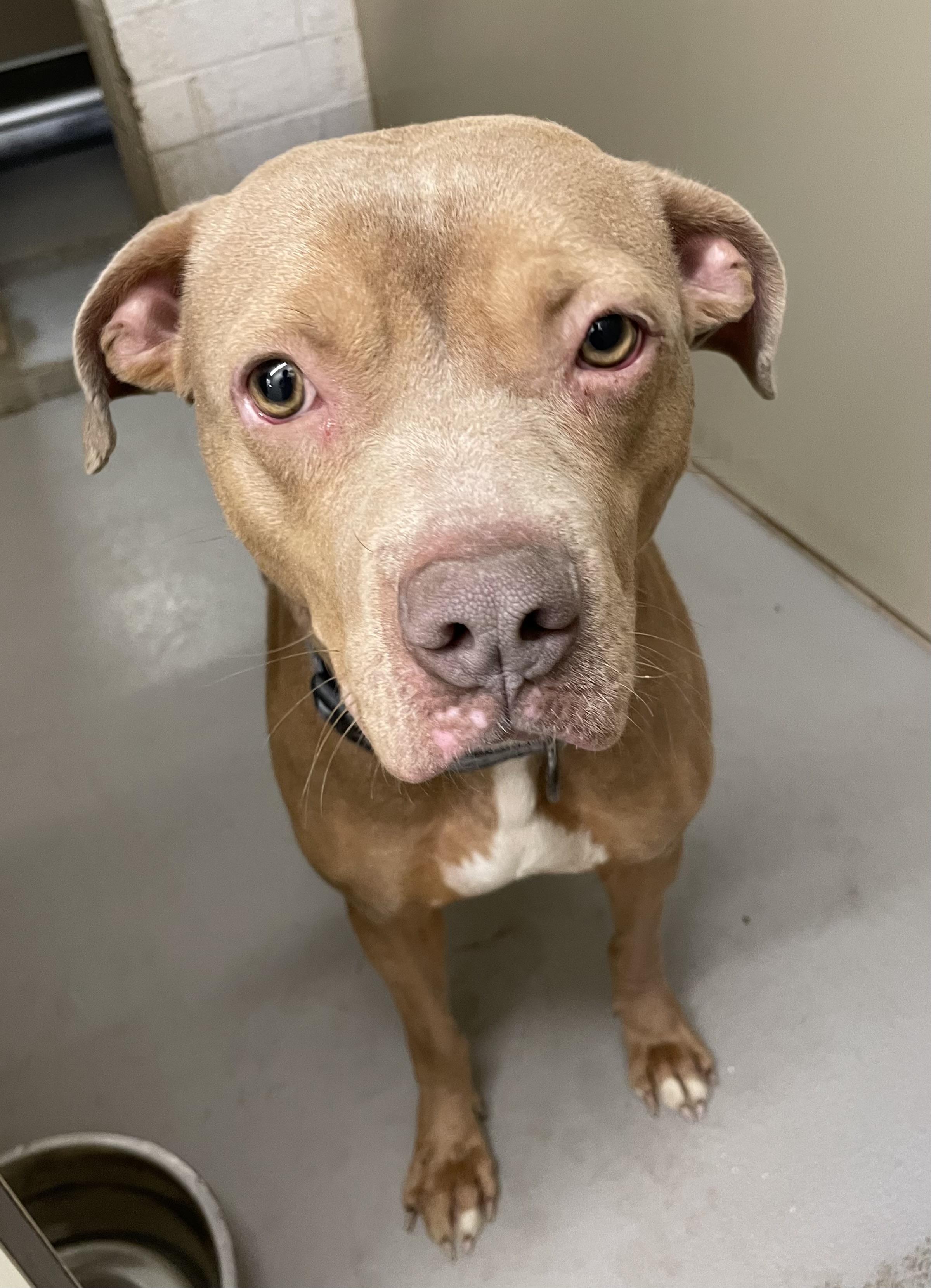 Brandy AVAILABLE, a Adoptable American Bully in Canton, OH image 3/4