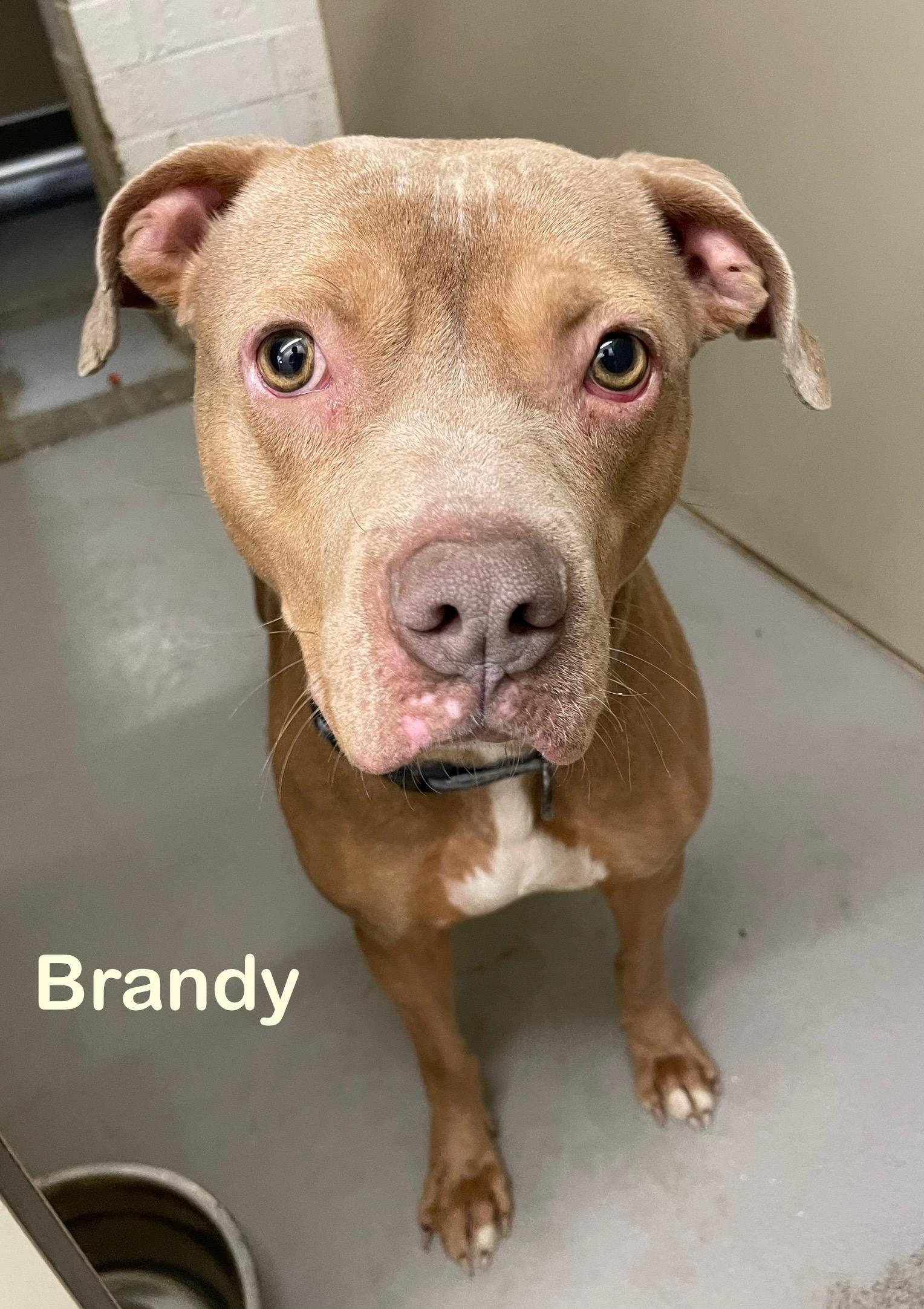 Brandy AVAILABLE, a Adoptable American Bully in Canton, OH image 2/4