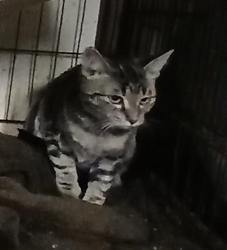 Springport Spumoni , an adopted mixed breed in Eaton Rapids, MI image 2/5