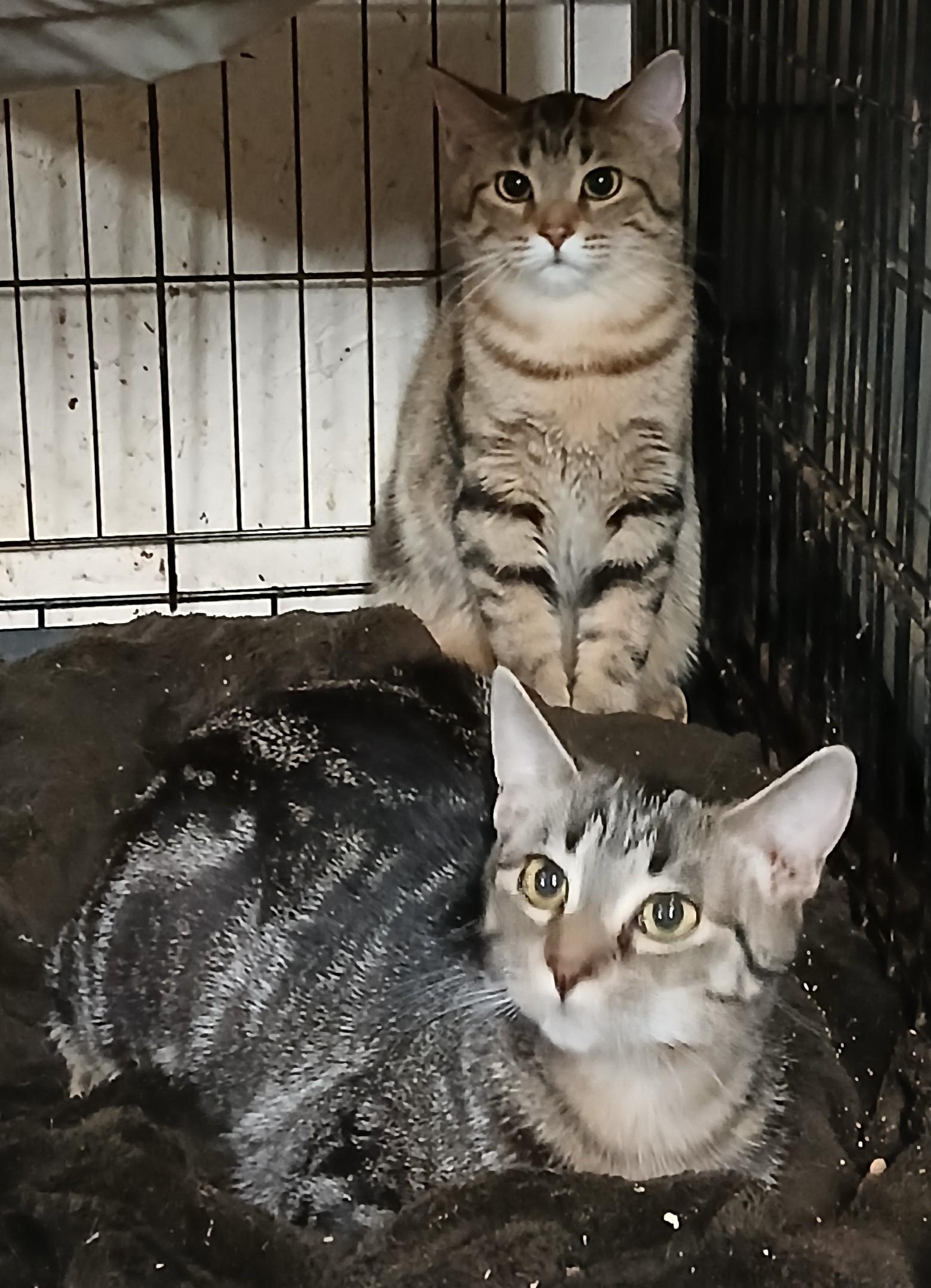 Springport Spumoni , an adopted mixed breed in Eaton Rapids, MI image 4/5