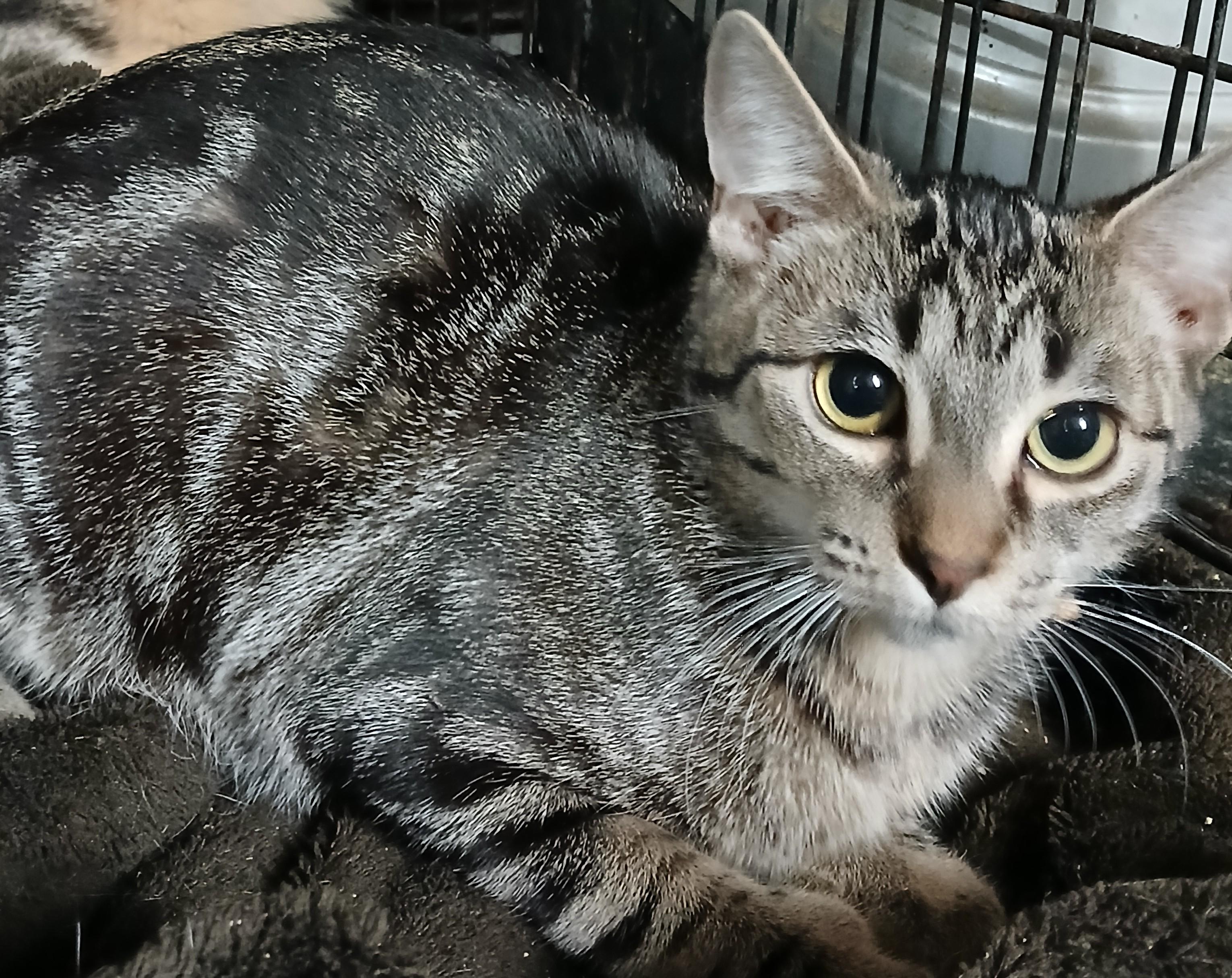 Springport Spumoni , adopted, Kitten Female Extra-Toes Cat / Hemingway Polydactyl & Domestic Short Hair.