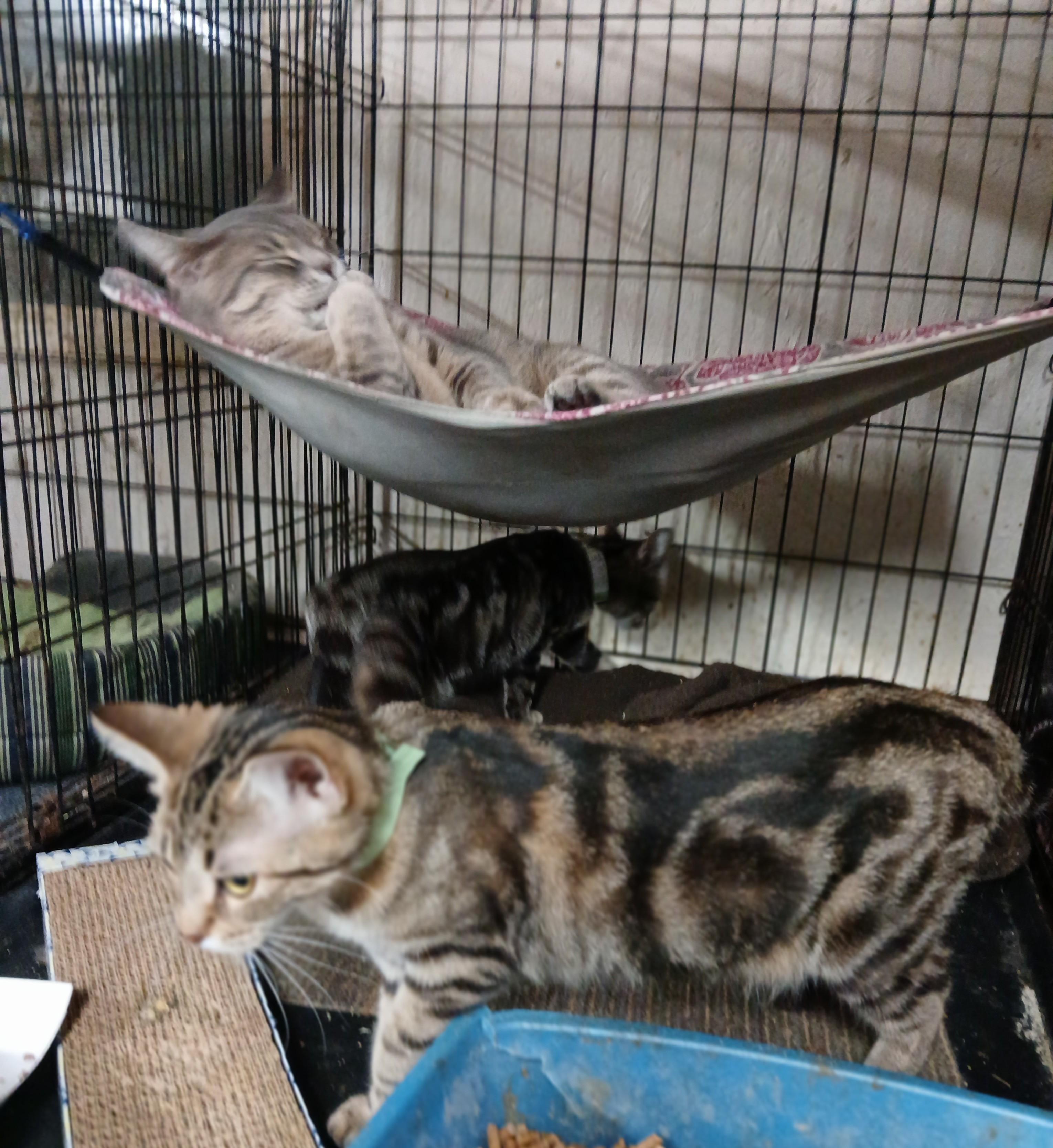 Springport Spumoni , an adopted mixed breed in Eaton Rapids, MI image 3/5