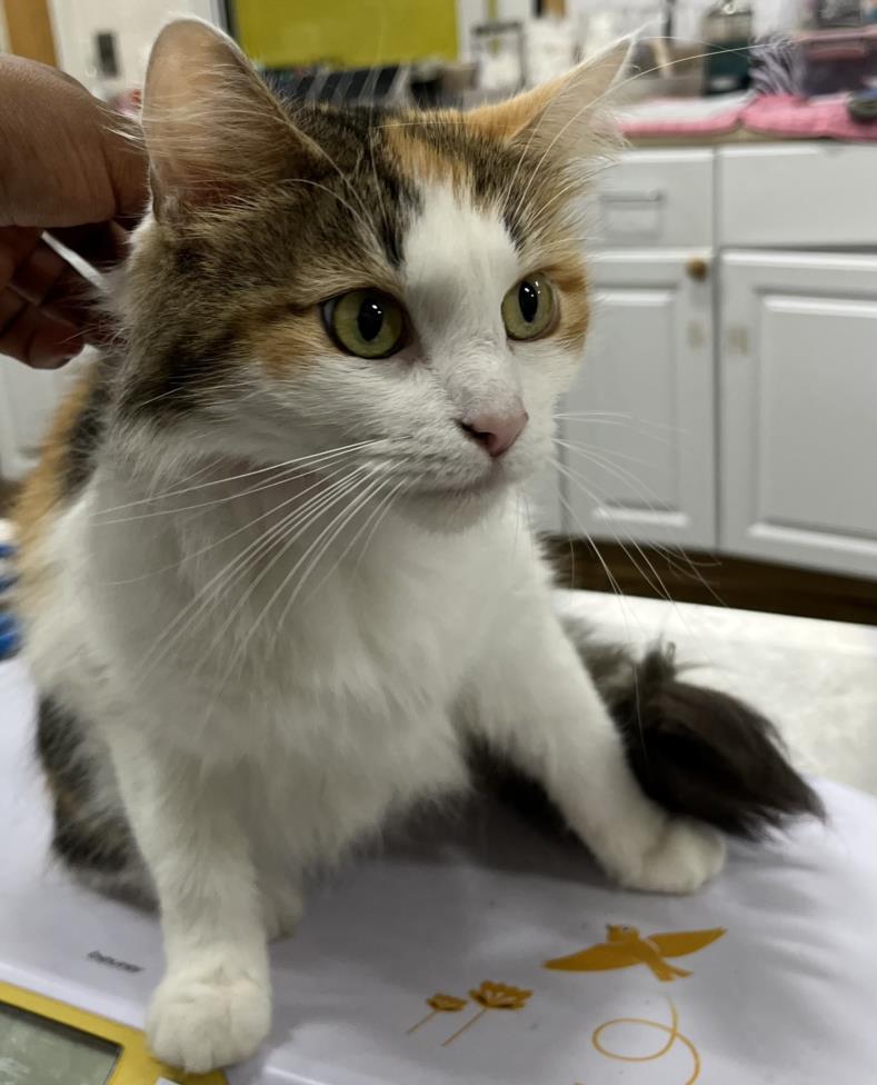 Fluffer-Sweet 'n Spicey