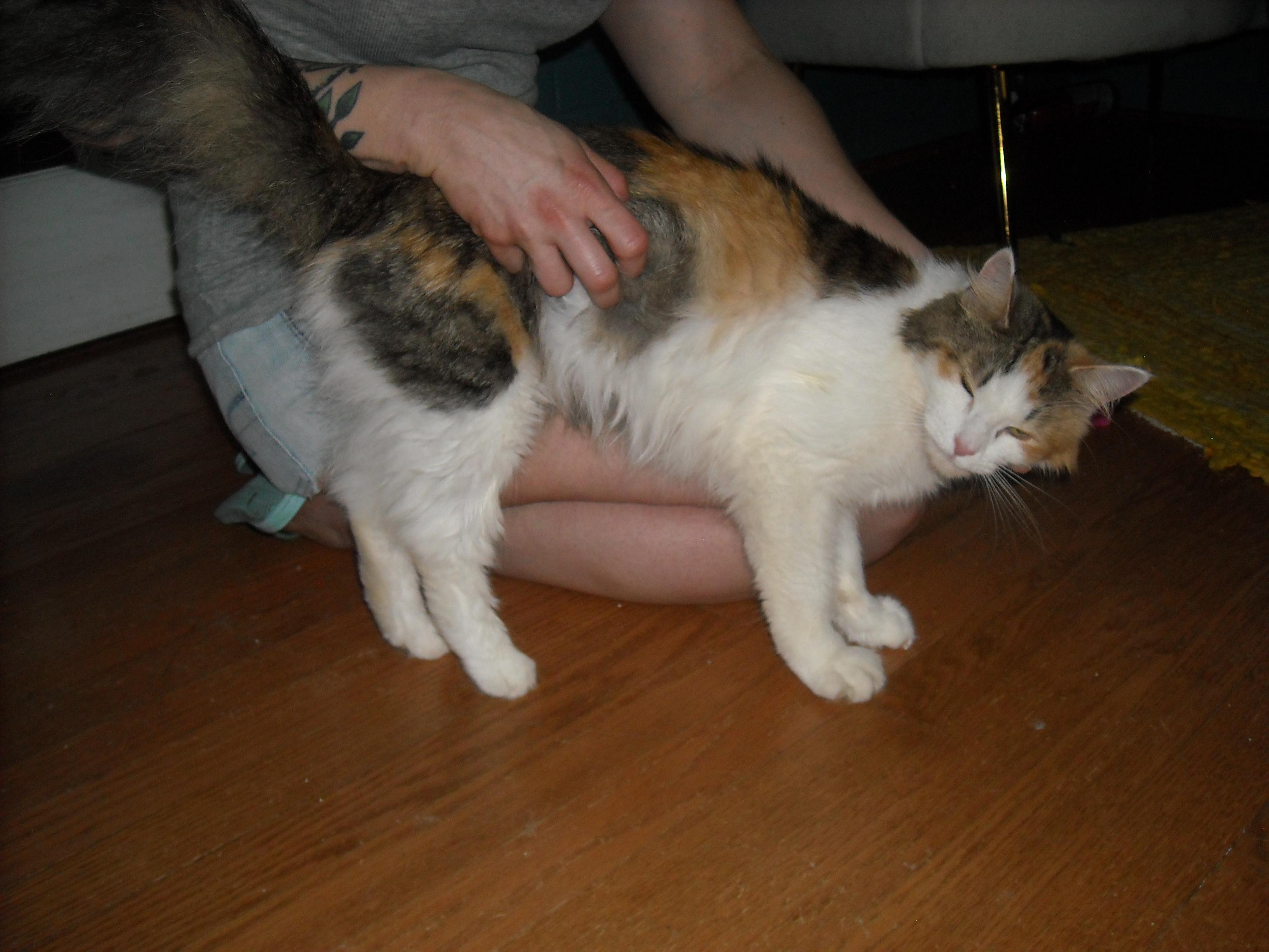 Fluffer-Sweet 'n Spicey