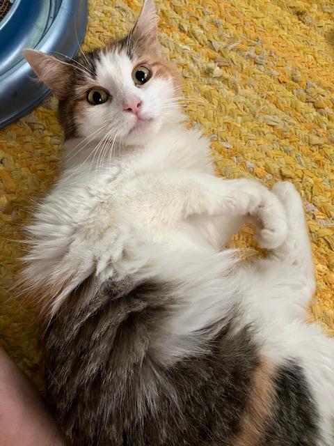 Fluffer-Sweet 'n Spicey