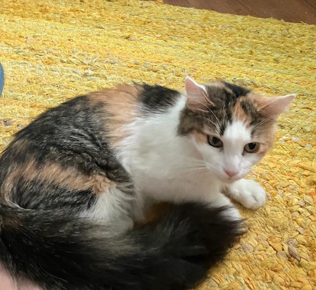 Fluffer-Sweet 'n Spicey