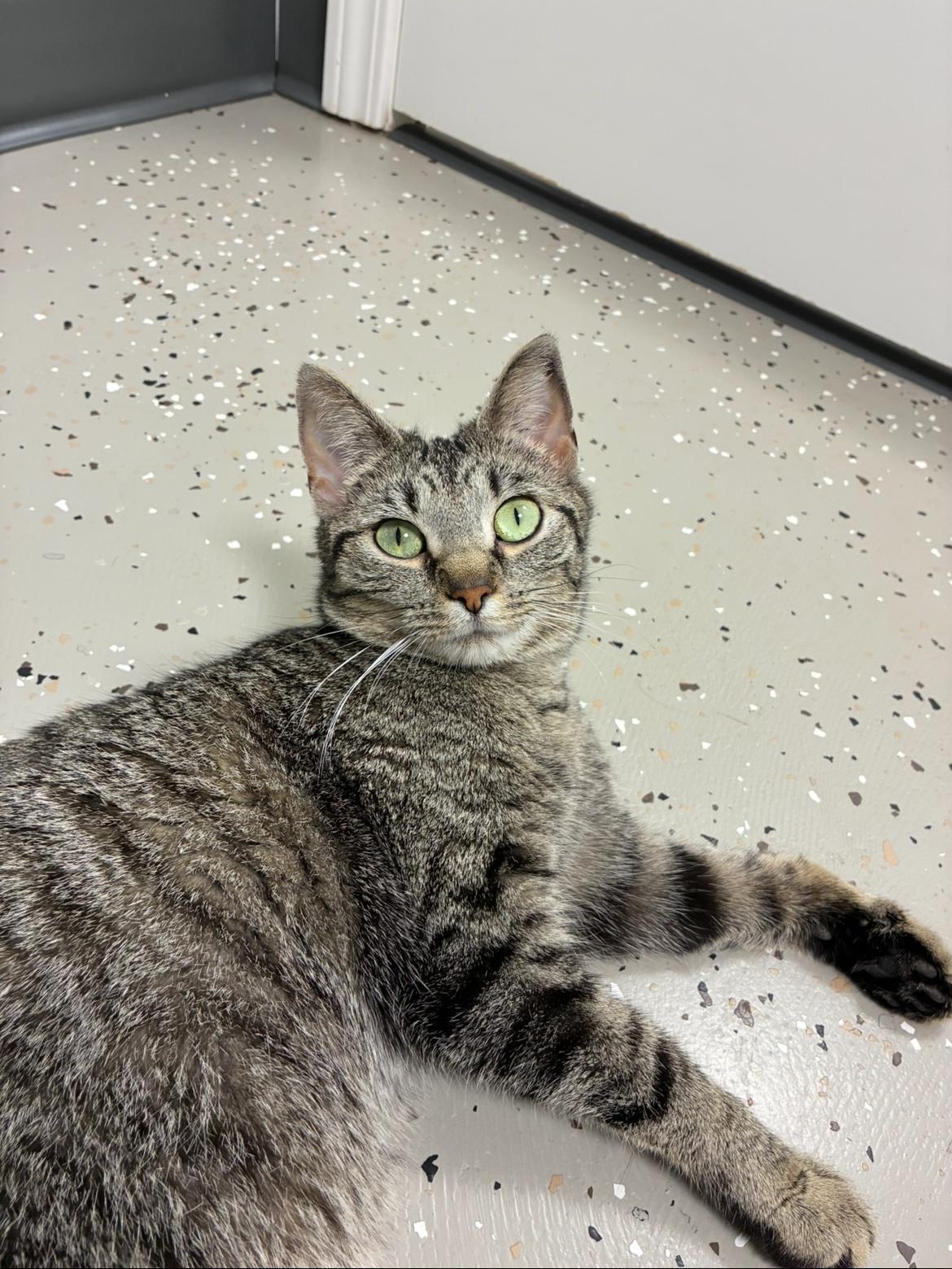 Enlarge Aphrodite, a ADOPTABLE Tiger in Hornell, NY image 1/1