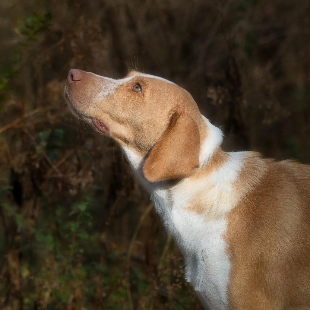 Dottie, Adoptable, Adult Female Mixed Breed.