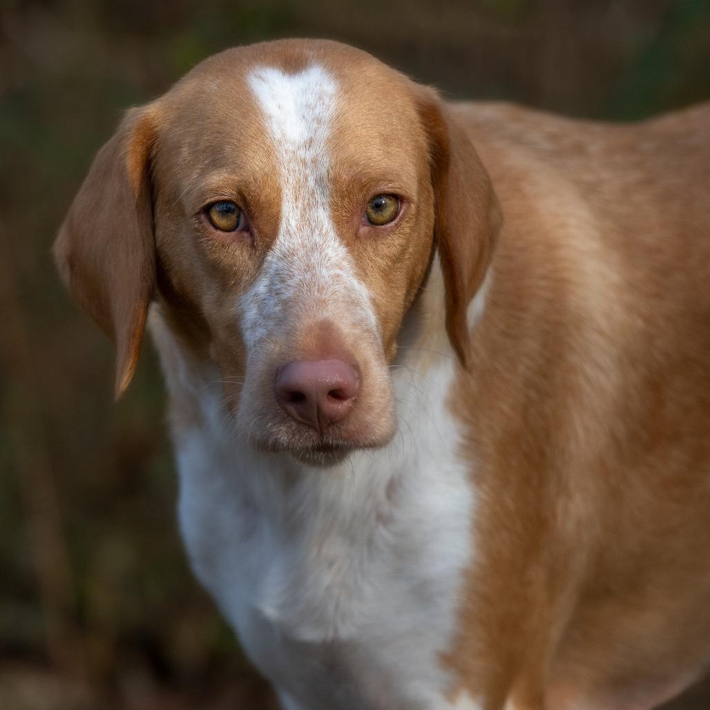Enlarge Dottie, a Adoptable Mixed Breed in Franklin, TN image 2/5