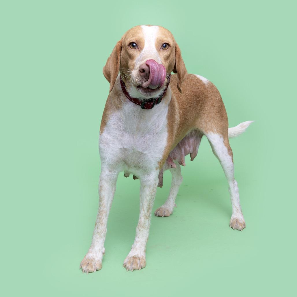 Enlarge Dottie, a Adoptable Mixed Breed in Franklin, TN image 4/5