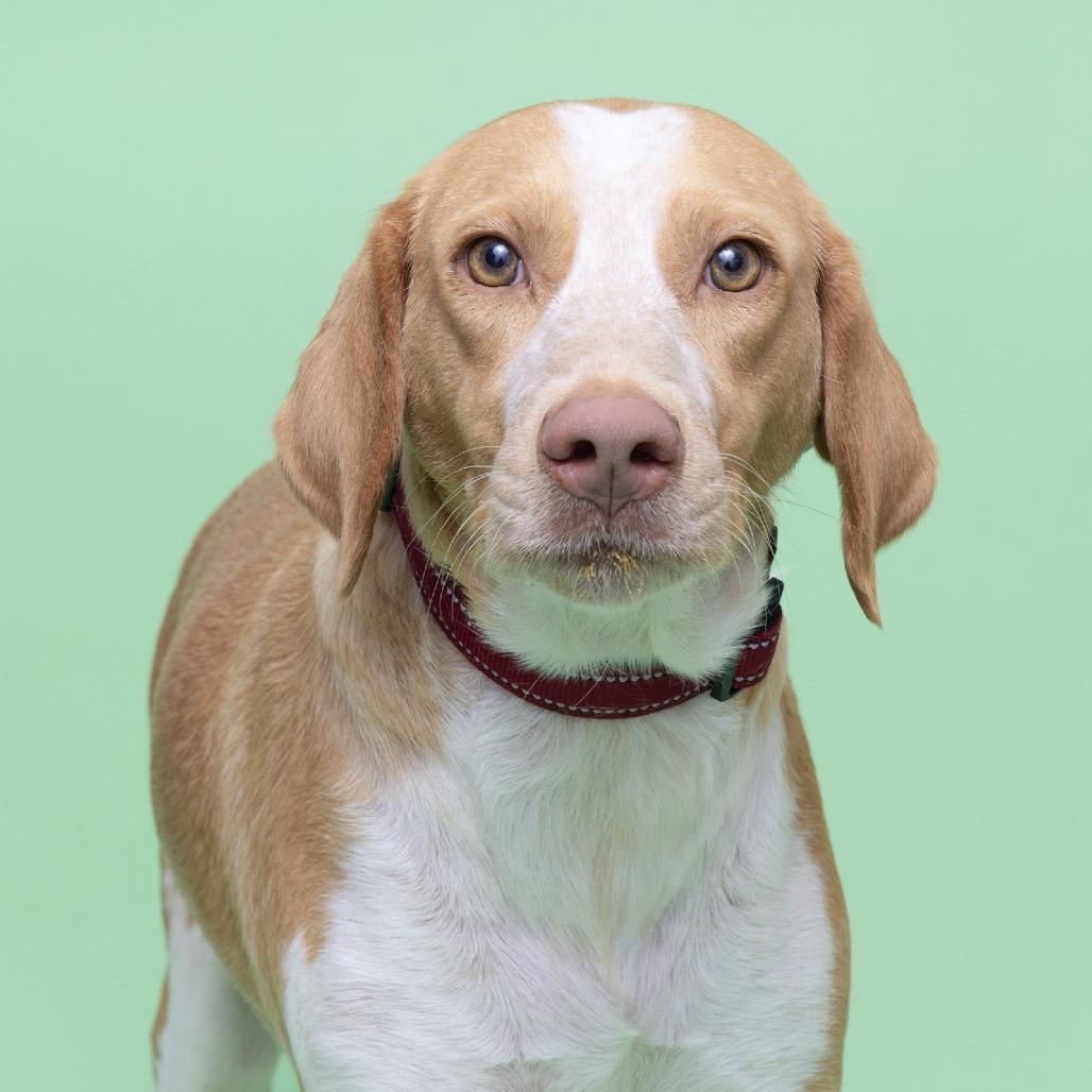 Enlarge Dottie, a Adoptable Mixed Breed in Franklin, TN image 5/5