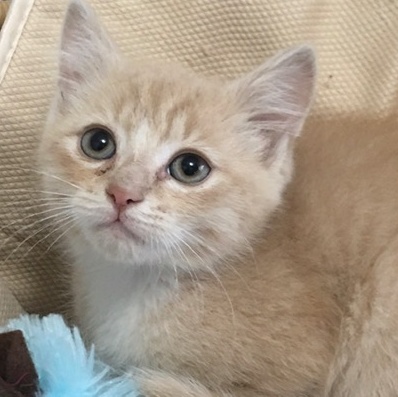 Shasta, an adoptable Domestic Short Hair in Yakima, WA, 98902 | Photo Image 3