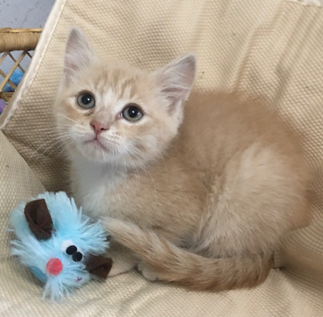 Shasta, an adoptable Domestic Short Hair in Yakima, WA, 98902 | Photo Image 2