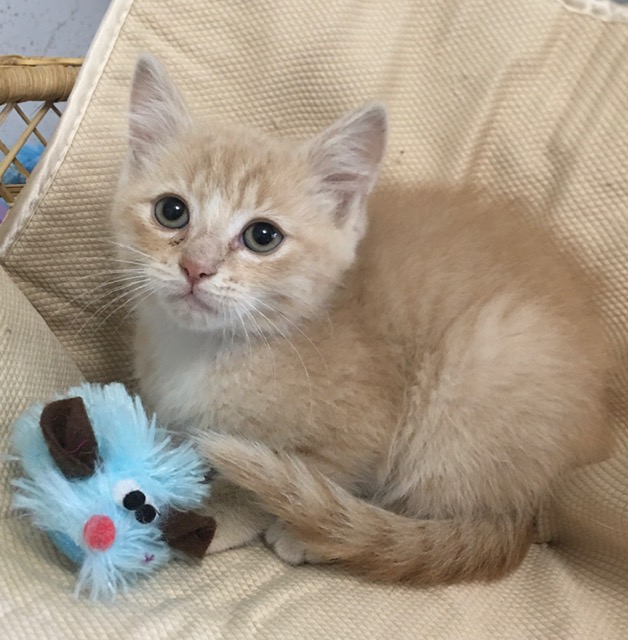 Shasta, an adoptable Domestic Short Hair in Yakima, WA, 98902 | Photo Image 4