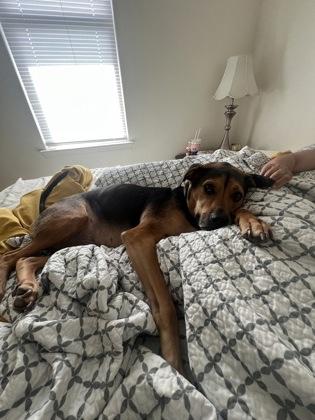 Rocky, a Adoptable mixed breed in San Antonio, TX image 1/3