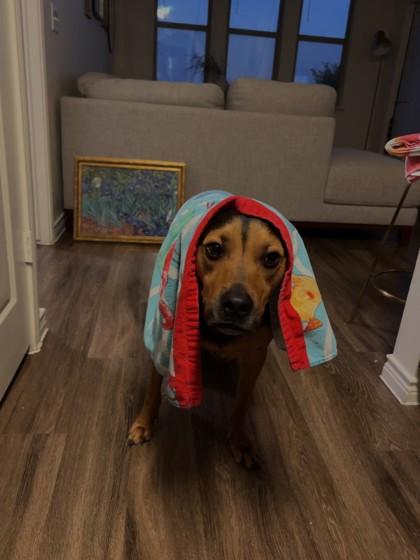 Enlarge Rocky, a Adoptable mixed breed in San Antonio, TX image 1/3