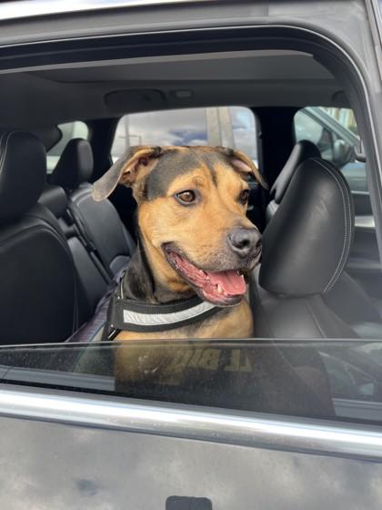 Enlarge Rocky, a Adoptable mixed breed in San Antonio, TX image 2/3