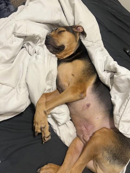 Enlarge Rocky, a Adoptable mixed breed in San Antonio, TX image 2/3