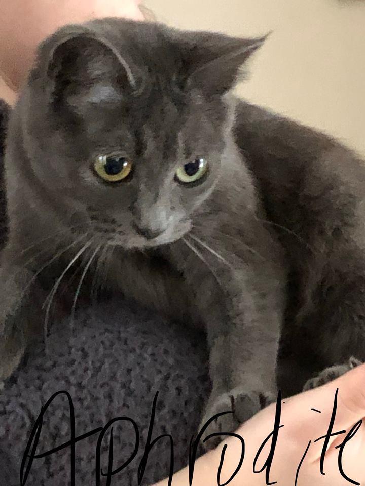 Aphrodite, Adoptable, Adult Female Domestic Short Hair.