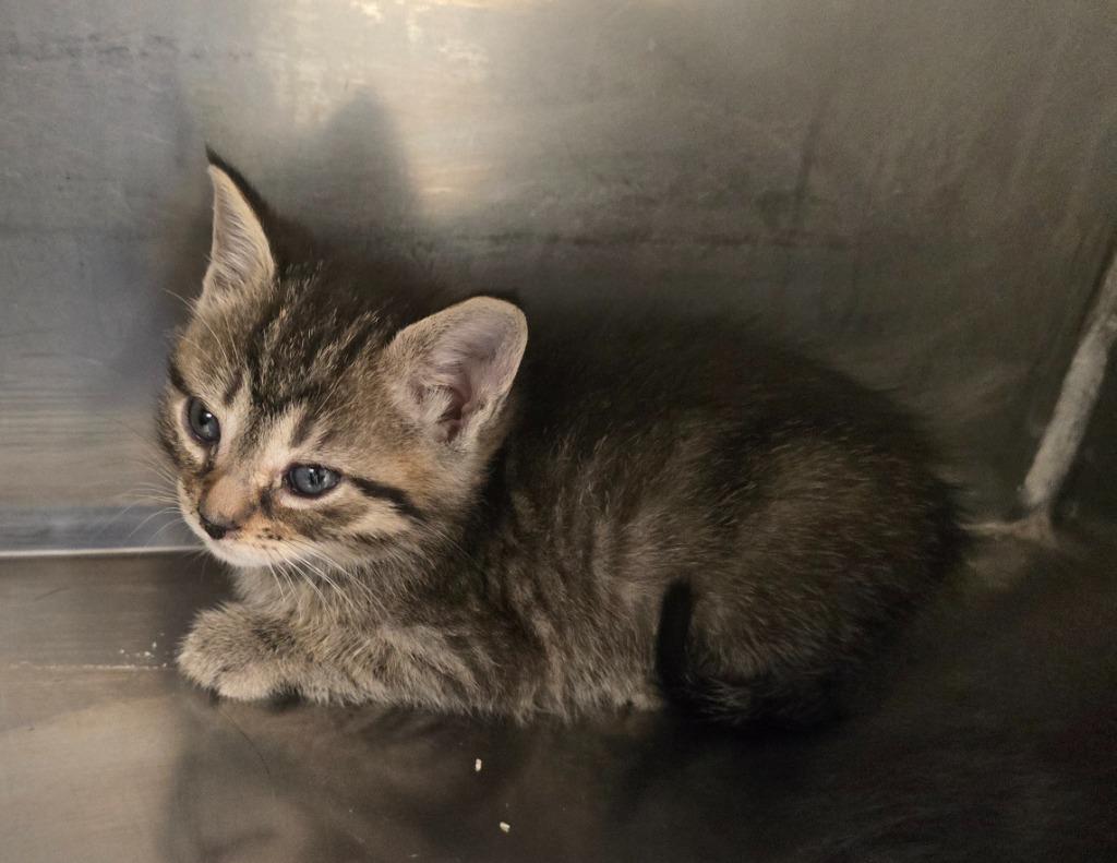 Virginia, Adoptable, Young Female Domestic Short Hair.