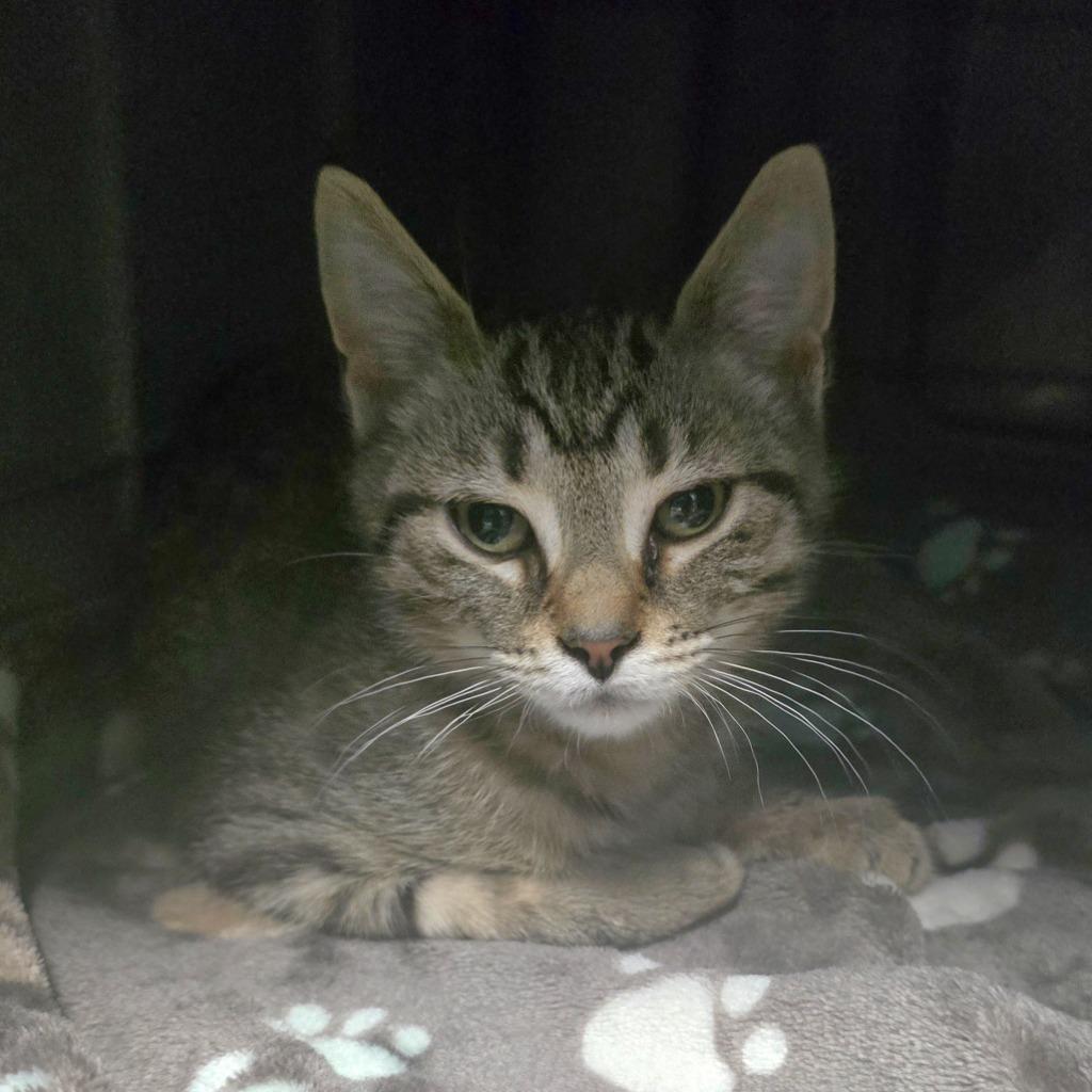 Virginia, Adoptable, Young Female Domestic Short Hair.