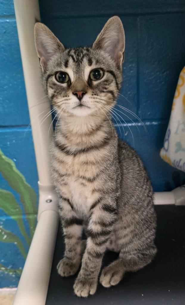 Enlarge Virginia, a Adoptable mixed breed in Defiance, OH image 3/6