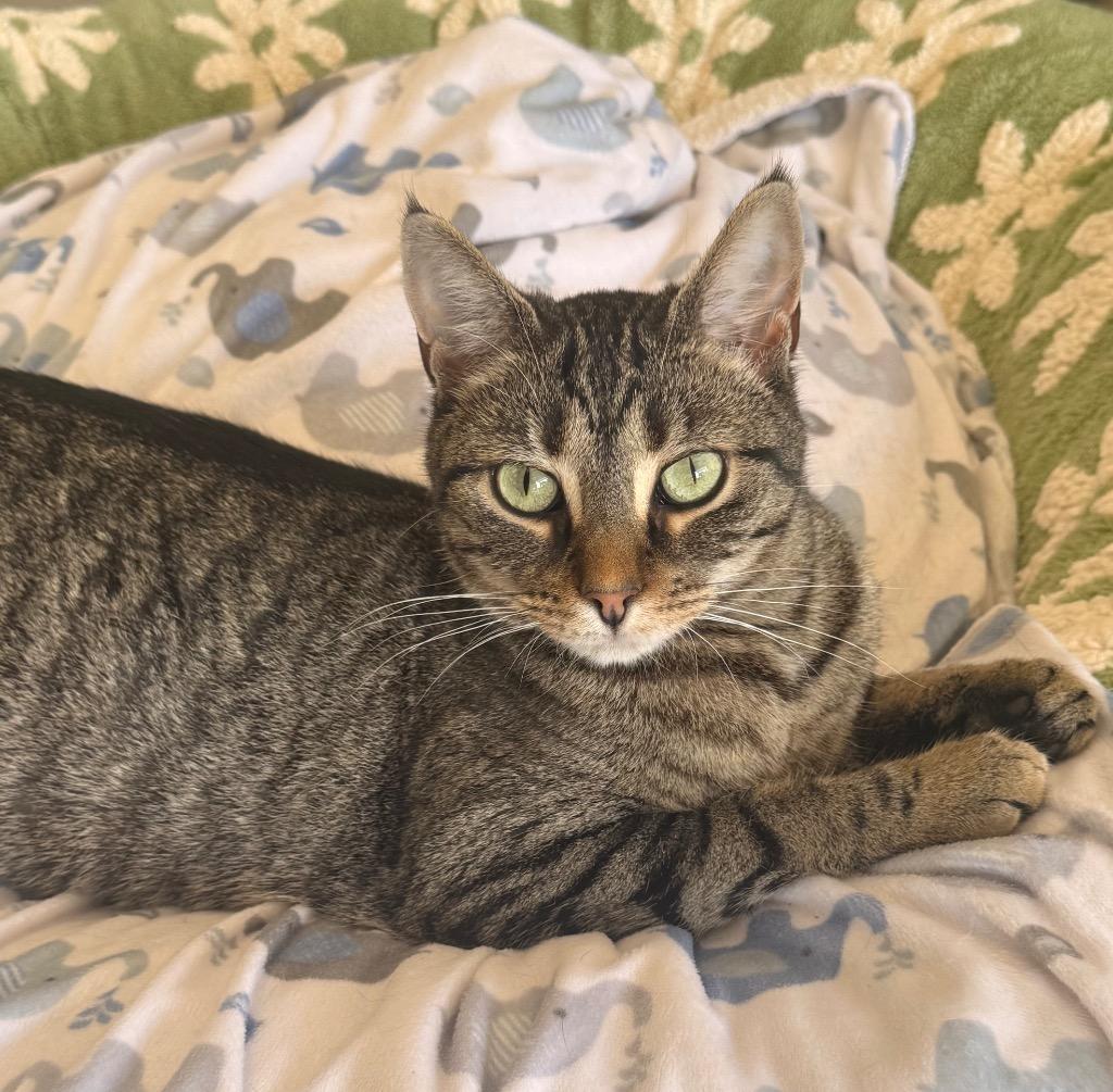 Virginia, a Adoptable mixed breed in Defiance, OH image 2/6