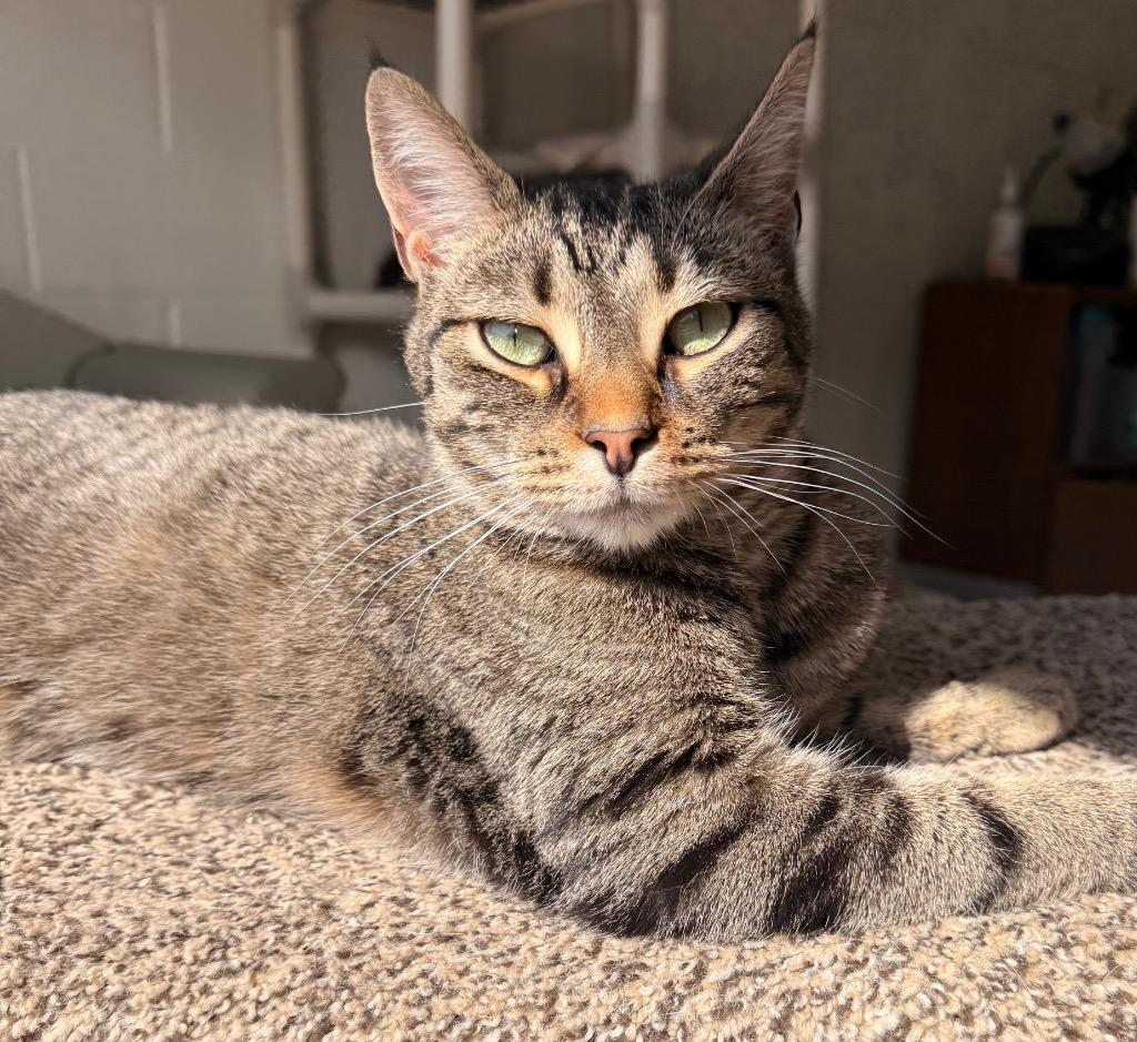 Enlarge Virginia, a Adoptable mixed breed in Defiance, OH image 4/6