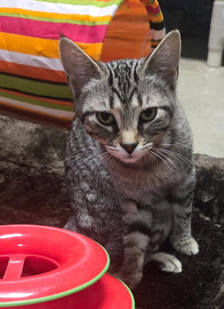 Enlarge Virginia, a Adoptable mixed breed in Defiance, OH image 6/6