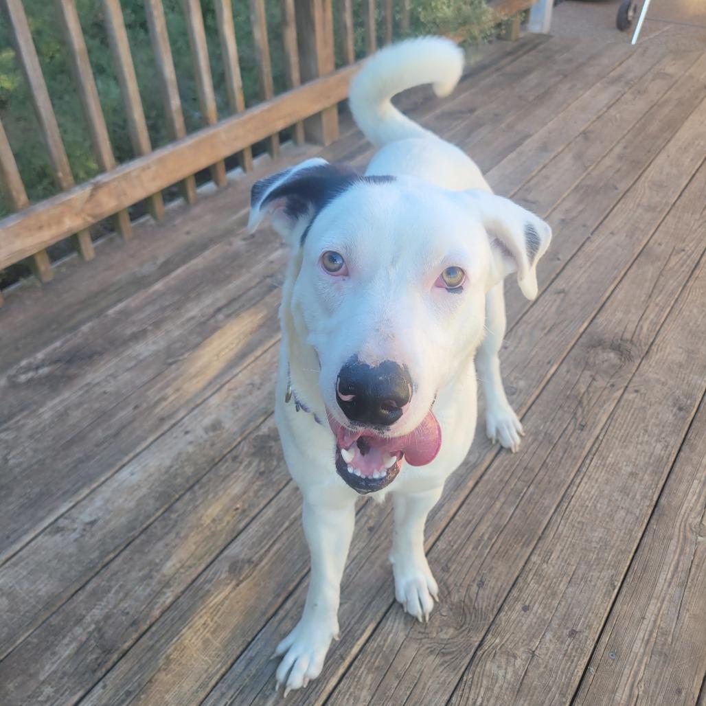 Enlarge Eddy, a Adoptable mixed breed in Waco, TX image 1/5